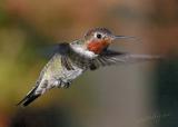 Male Annas in flight