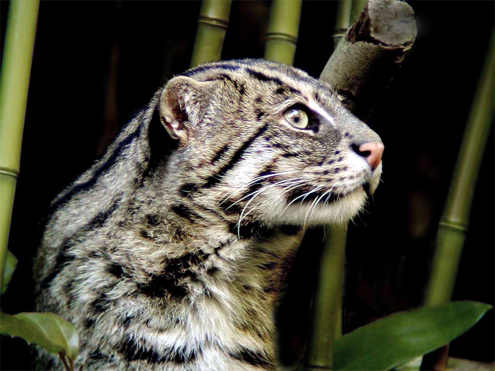 FishingCat.jpg