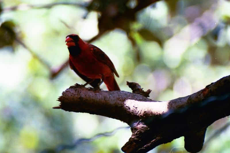 MALE NORTHERN CARDINAL (CARDINALDAE)  Cardinalis cardinalis