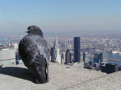 Birds Eye View - Atop The Empire State Building