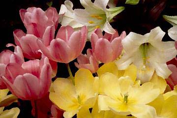 Painted Spring Flowers