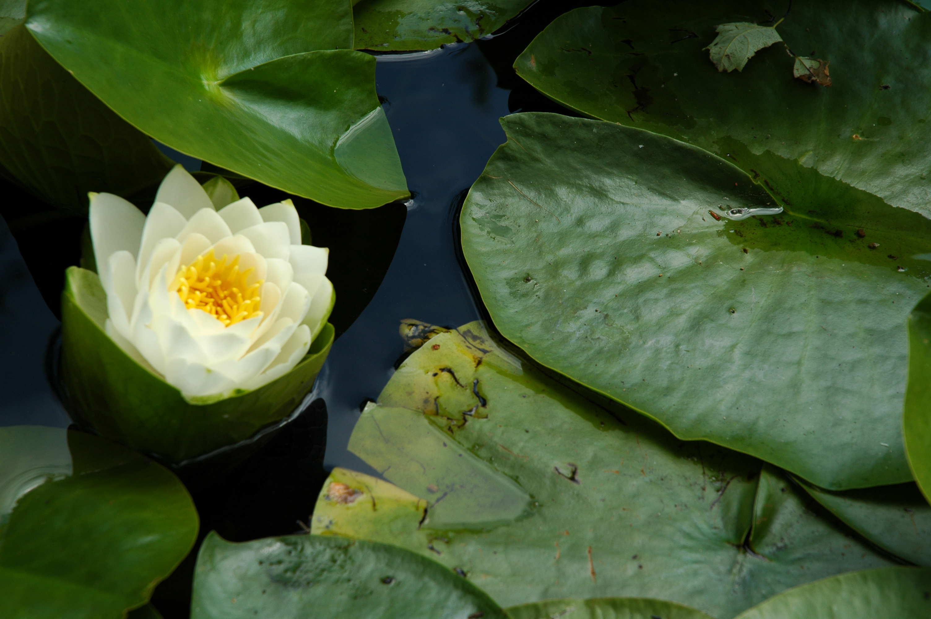 Water Lilly 1
