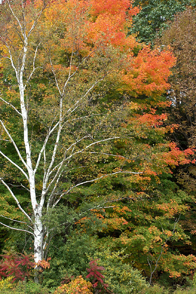 Birch Against Maple