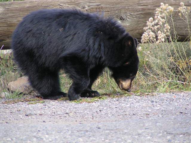 Black bear cub