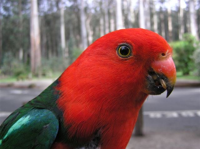 Closeup of King Parrot.