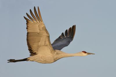 Bosque10D-crane1-web.jpg