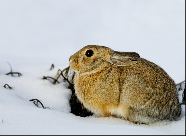 Cottontail...