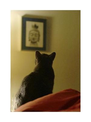 Low Light Test (ISO 1250): Catemplation (I kept the noise thinking it adds to the 'feel' of the photo)