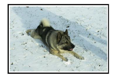 Snow Dog