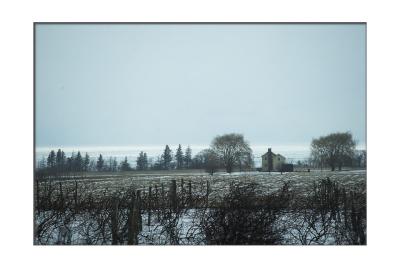 Wine country w/ Lake Erie as backdrop.