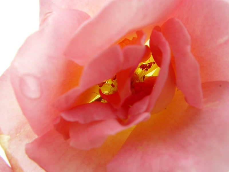 August 24, 2004<br>Bonica Rose