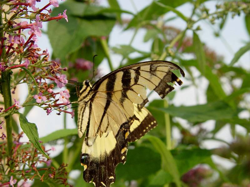 DSC09096.JPG