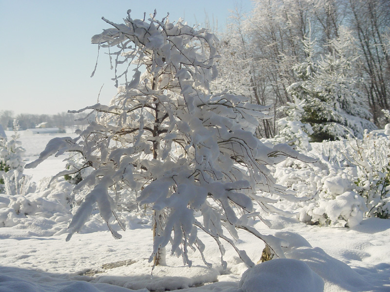 <b>V</b> is for <b>V</b>irides Maple
