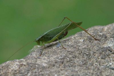 Grasshopper