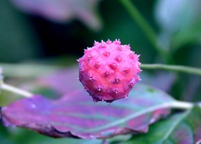 Juniper Berry