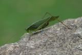 Grasshopper