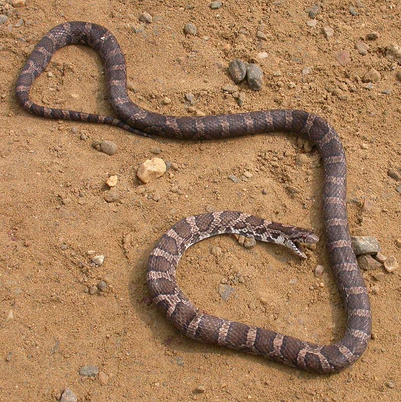 road-killed Milk snake - 1