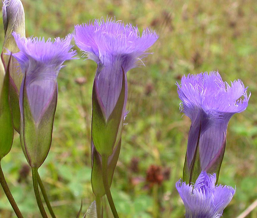 Fringed gentian  - 2