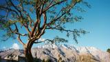 Palm Springs Tree and Mountains.jpg