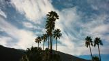 Palm Trees and Sky.jpg