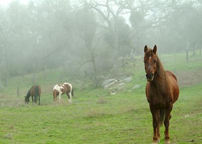 Horses-in-the-Mist.jpg