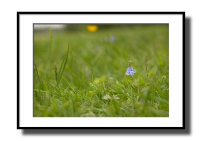 Countryside* Mark Gillett