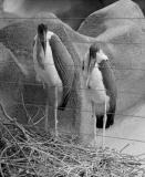We Go Over The Wall At Midnight<br><i>by Dan Chusid<i><br><br>
