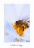 Cradle of Honey