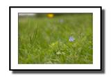 Countryside* Mark Gillett
