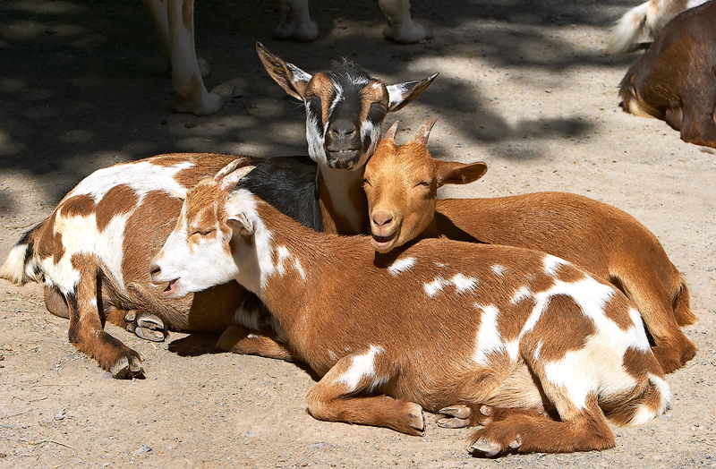 <b>FAMILY BLISS</b>* <br><font size = 1>  by David Lee