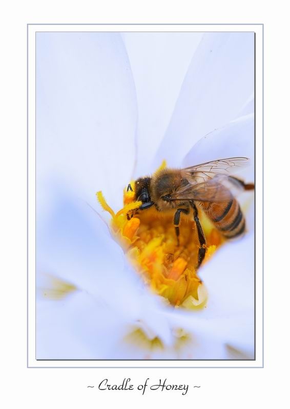 Cradle of Honey