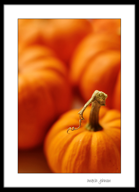 Shallow Pumpkins