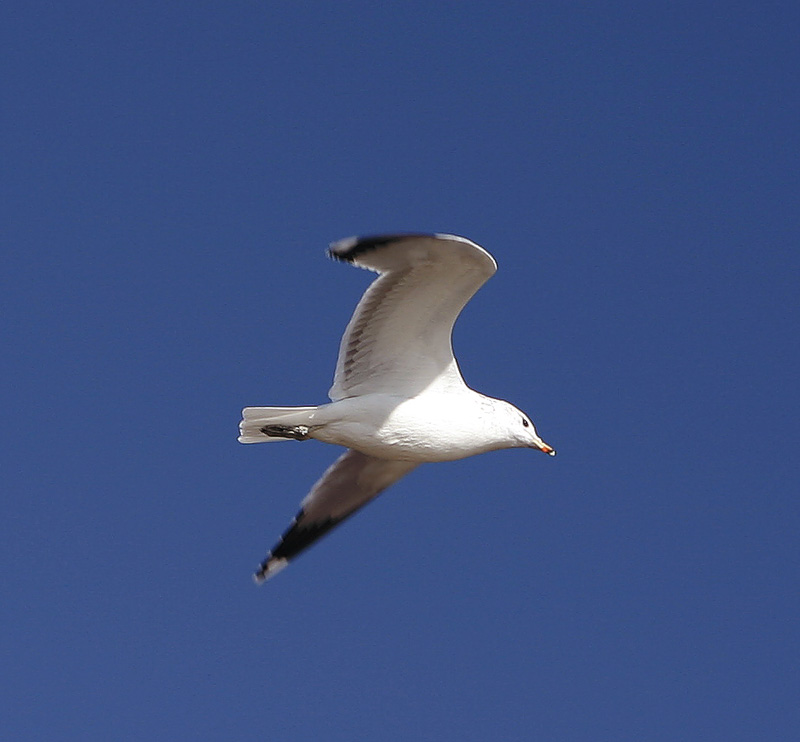....if you could fly *