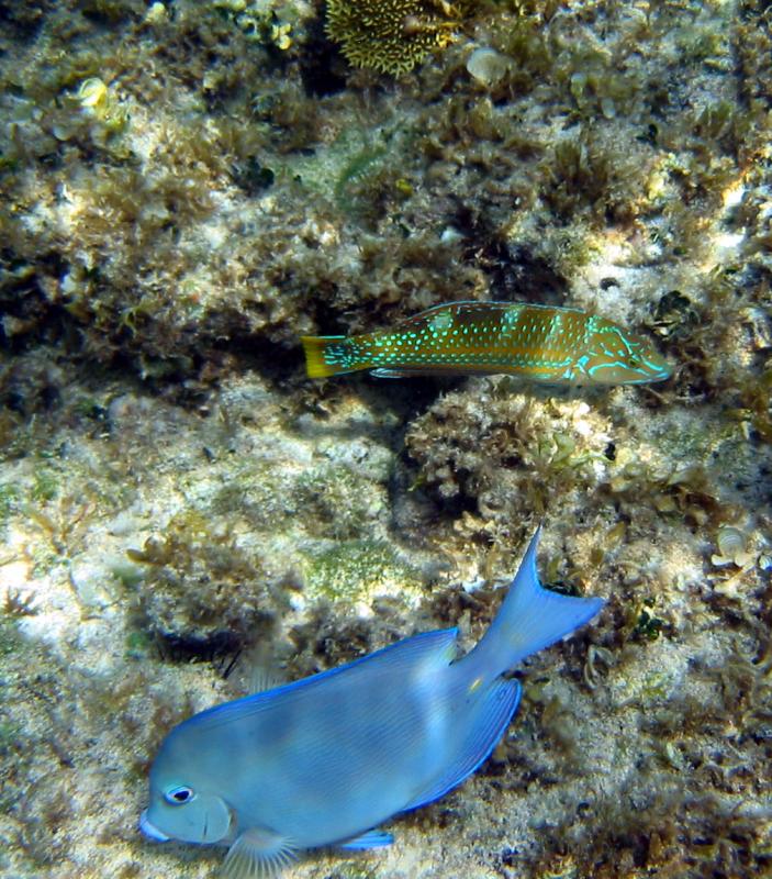 Snorkeling