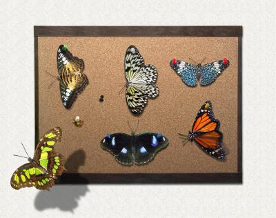 My Butterfly Collection
