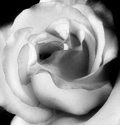 Rose Close-up