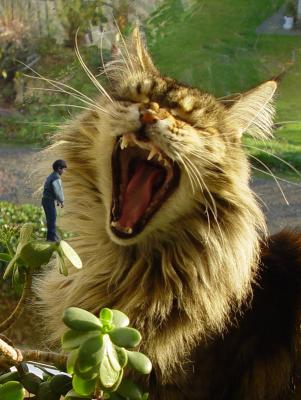 Small Boy, Big Cat
