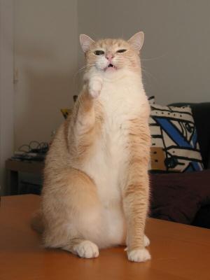 No more nice kittie
