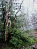 Mist on Loon Mountain