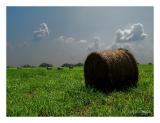 Hay There (*)