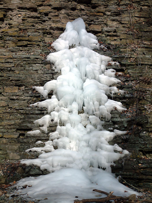 Tree, or is it?
