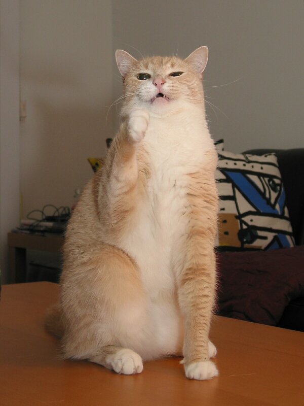 No more nice kittie