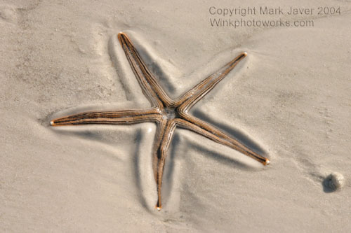 At Home IN The Sand<br>by Markjay