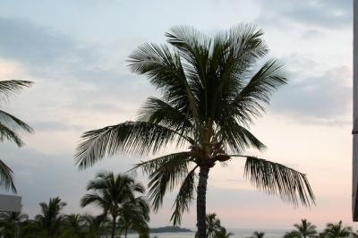 palm from hotelL.jpg
