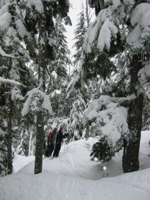 alex greg snow in the trees.jpg