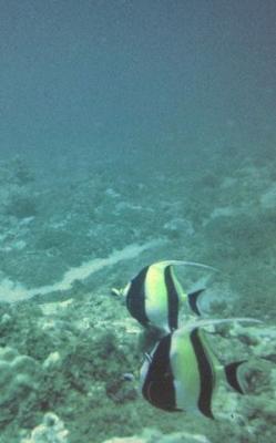 diving - fish 1.jpg