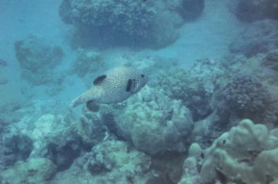 diving - fish 2.jpg