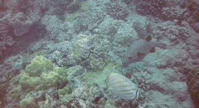 diving - fish 3.jpg
