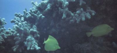 u23/curtlarson/medium/16997539.divingtangs.jpg