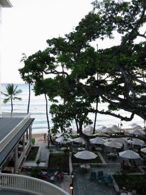 room view - banyan tree.jpg